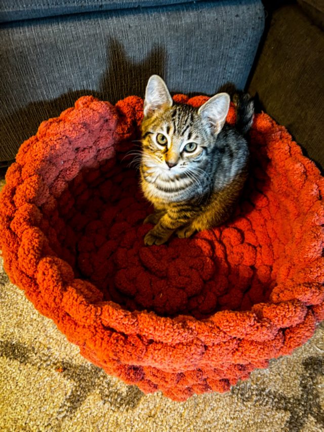 10 Cozy Cat Beds to Keep Pets Warm